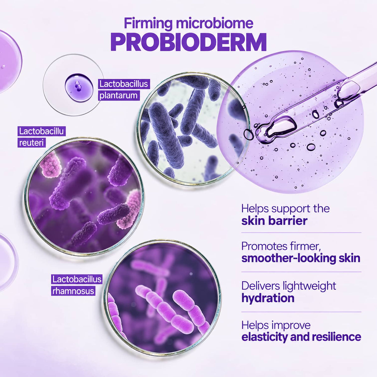 Promotional graphic for Lactobacillus probioderm skincare, featuring purple microbiology-style microscope slides showing bacterial cells, a droplet of purple gel on a glass pipette, and text listing skin benefits: supports skin barrier, smoother-looking skin, lightweight hydration, and elasticity.